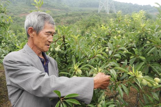 双凤镇李子大丰收 村民笑开颜