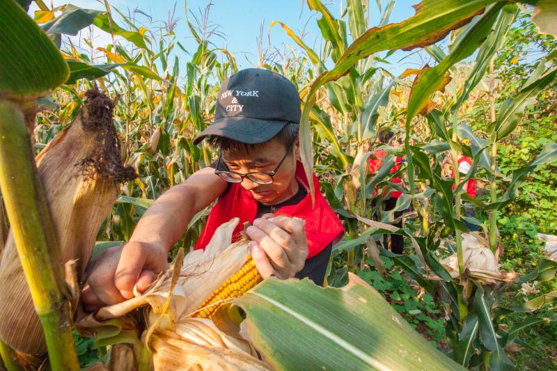 收粮食图片大全集 b531ad16-64d3-4dca-b4c5-3caed005d4a9.jpg