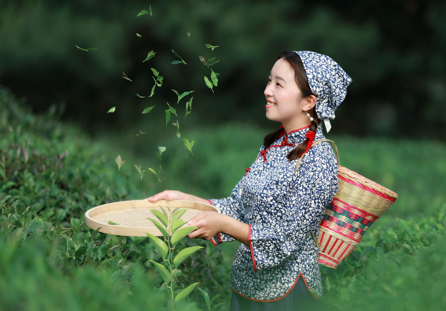 九峰山采茶女