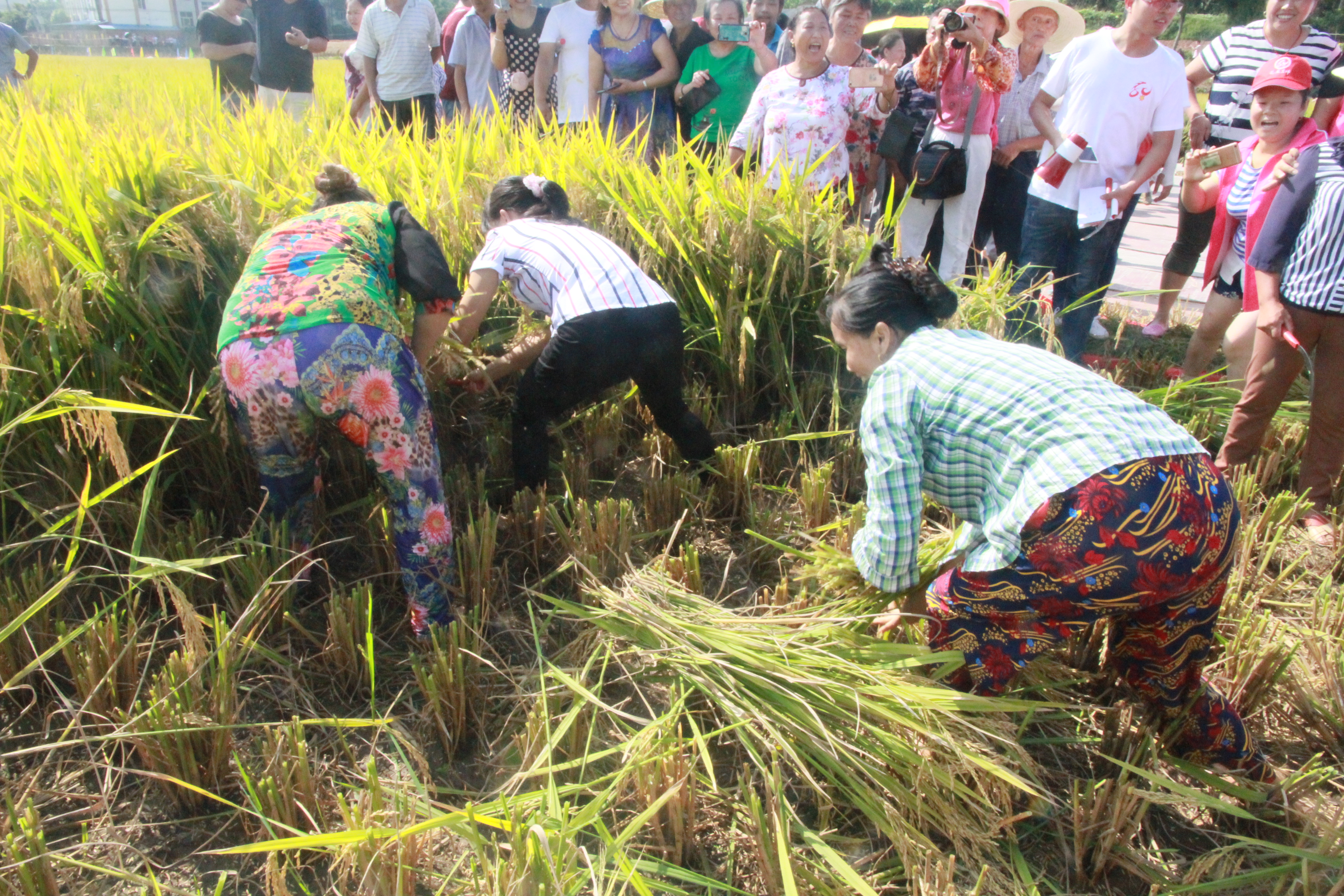 合川·龙凤首届丰收节开幕式隆重举行