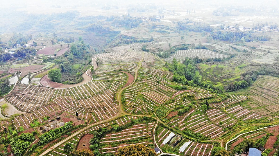 香龙镇做实扶贫产业 助推脱贫增收