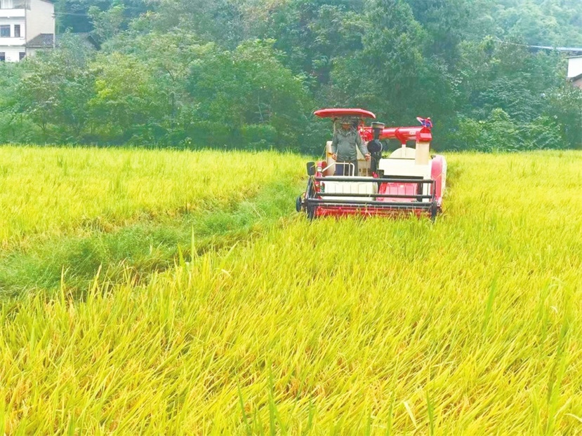 大石街道波仑村示范推广水稻生产全程托管社会化服务机收现场