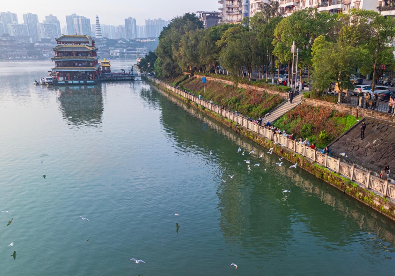 江边随处可见“人鸥互动”的温馨画面，成为了江城冬日的独特景观。