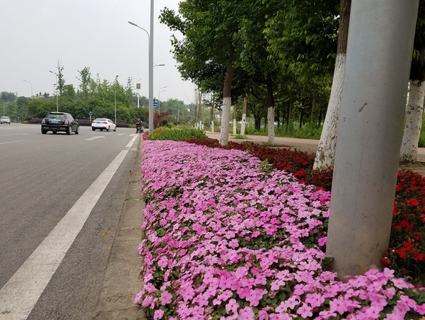 已经完成的路段十分美丽 记者 王超 摄 今日合川网4月29日10时31分讯(记者 王超) 五一即将来临,当你打算通过南屏嘉陵江大桥和家人去往钓鱼城游玩时,迎接你的是一条五彩缤纷的鲜花大道,心情是不是也会跟着绚烂起来?4月底完成街容提升整治的森楷路,就有志于成为这样一条让你看着都开心的大马路。 4月28日上午,记者来到森楷路发现,大量园林工人正在紧锣密鼓地在人行道边的工作着,松土、运送小花盆、栽种,现场一派热火朝天的景象。这几天都在加班加点地进行,就是希望在五一节前让这样一条美丽的鲜花大道呈现在市民以