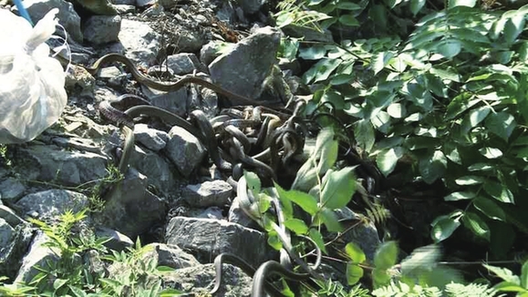 放生的野生蛇 合川日报讯(记者 袁询 摄影报道)近段时间,随着气温回升,正是蛇活动最为频繁的季节,一些村民和不法商贩也利用这个时候捕蛇、收售蛇牟利。5月27日,区森林警察支队在一农贸市场查获60多公斤、近200条野生蛇。 当天上午,群众向区森林警察支队举报,称肖家场镇农贸市场有人在收售野生蛇。接警后,民警立即赶赴现场进行调查。在肖家农贸市场,我们看到有人在收购蛇,当即就对收购的蛇进行了收缴。民警李忠洋告诉记者。经过现场清点,民警共查获乌梢蛇、菜花蛇等野生蛇60多公斤、近200条以及蟾蜍近10斤、60余