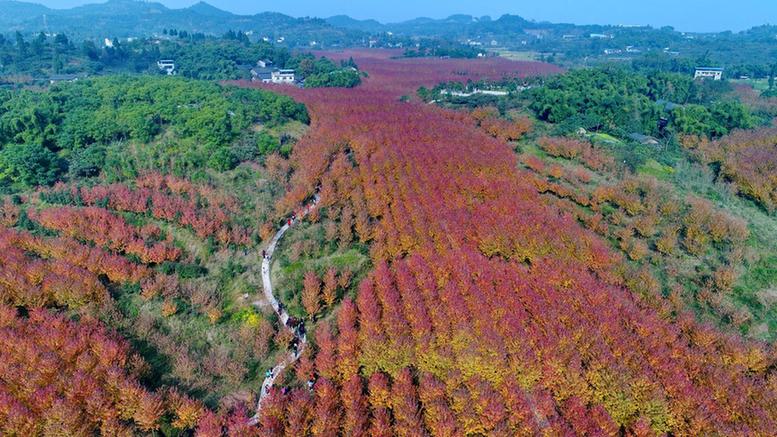 古楼镇红枫节周末迎游客2万余