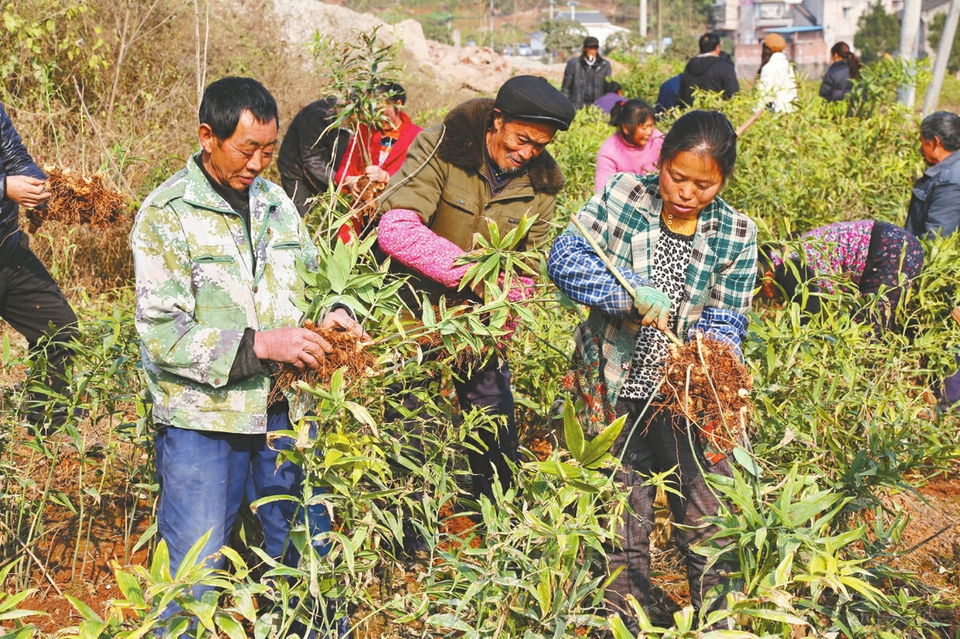 8万元的黄精种                    与到中药材种植产业中,提高他们的