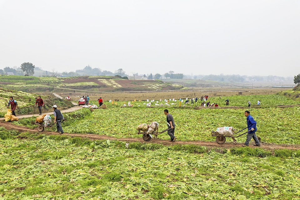 合川区融媒体中心全媒体讯(记者 王利)近段时间,龙市,肖家,涞滩等镇