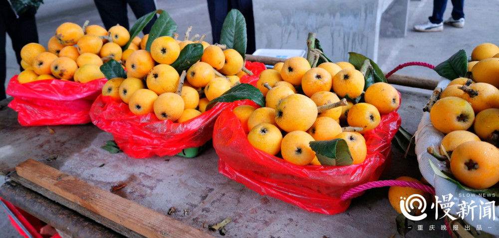 预计总产量2000万斤!2021重庆合川枇杷节启幕,邀你采摘