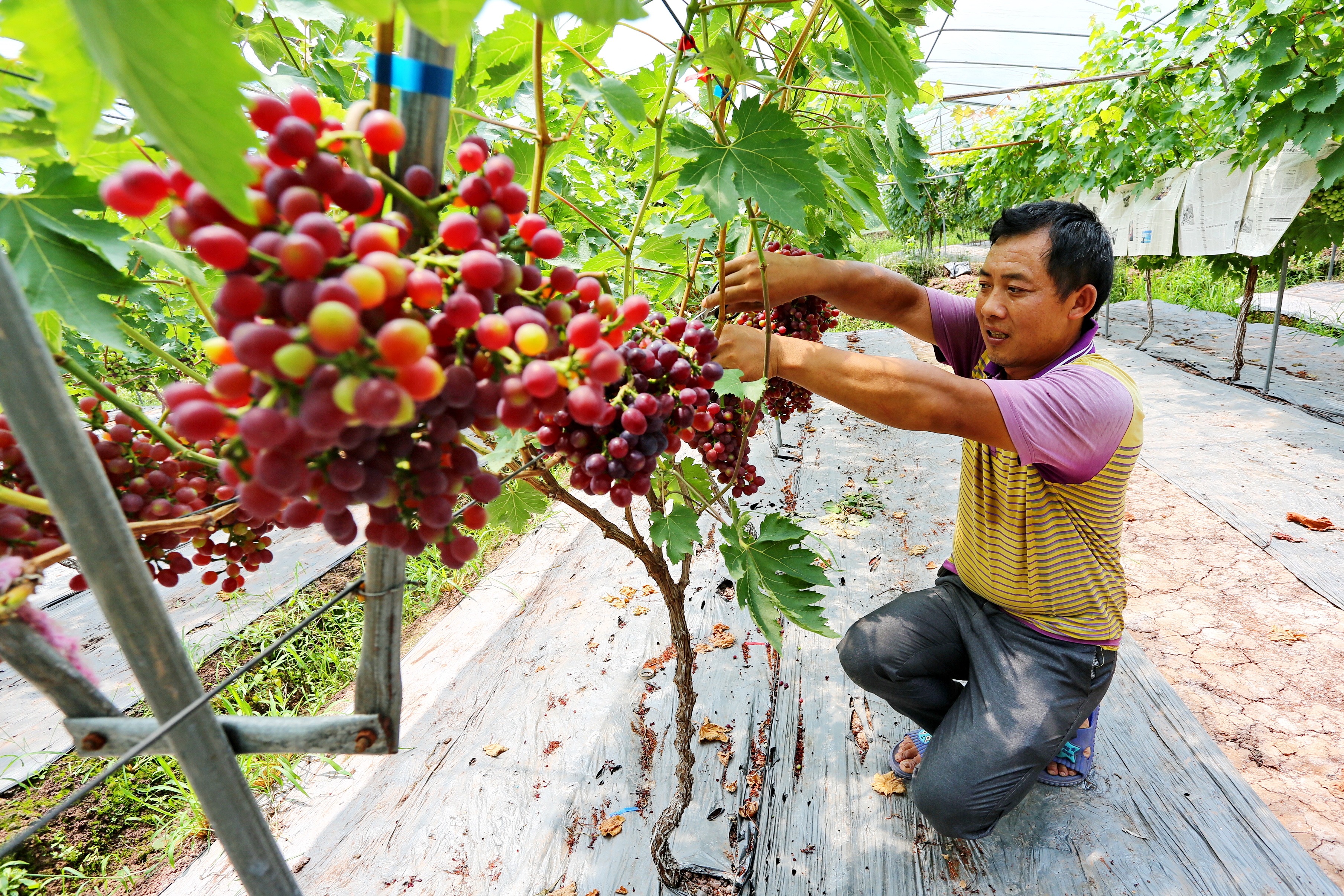 "礼赞战贫史诗 礼献百年大党"脱贫攻坚成果图片展之产业扶贫篇