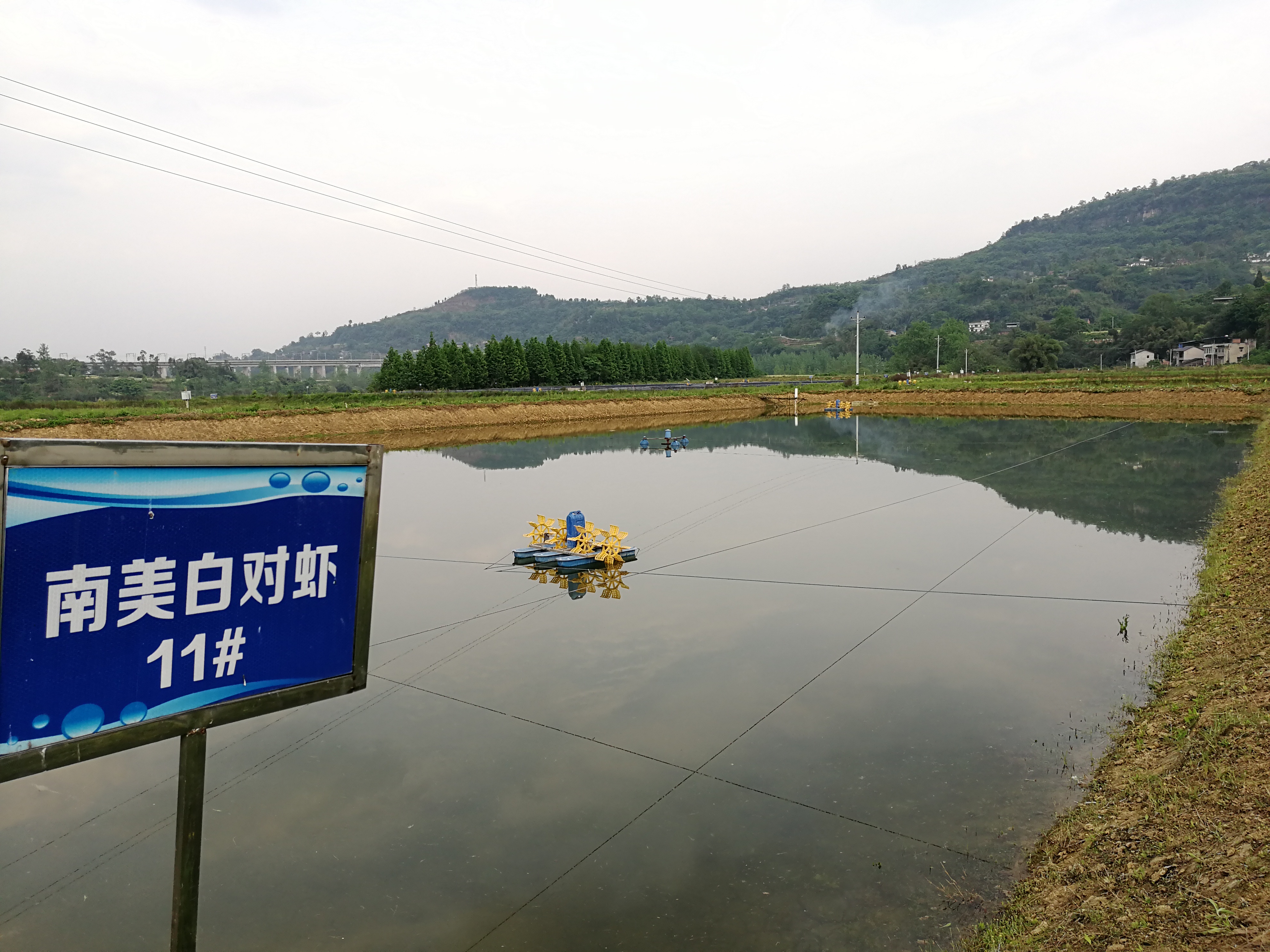 四川淡水虾养殖基地图片