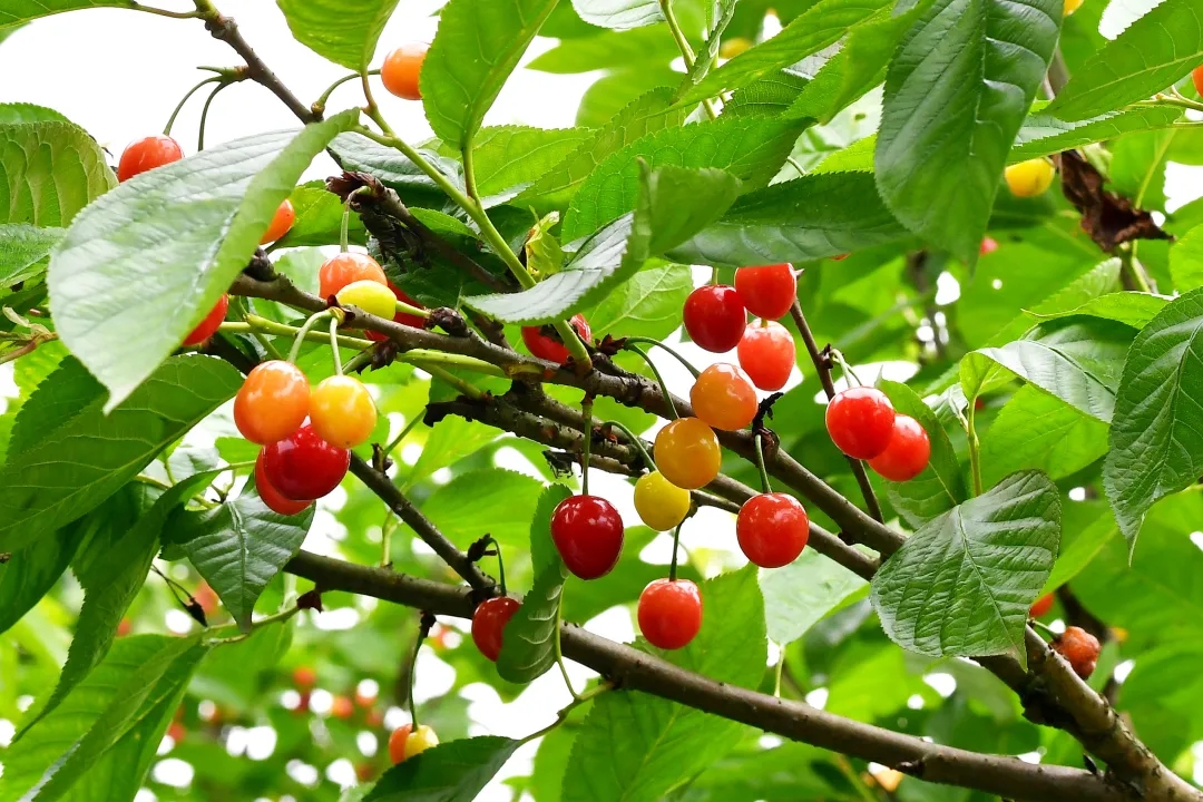 min甜合川双槐镇玛瑙红樱桃熟了