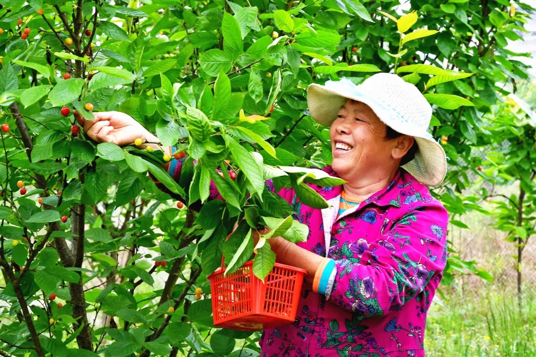 min甜合川双槐镇玛瑙红樱桃熟了