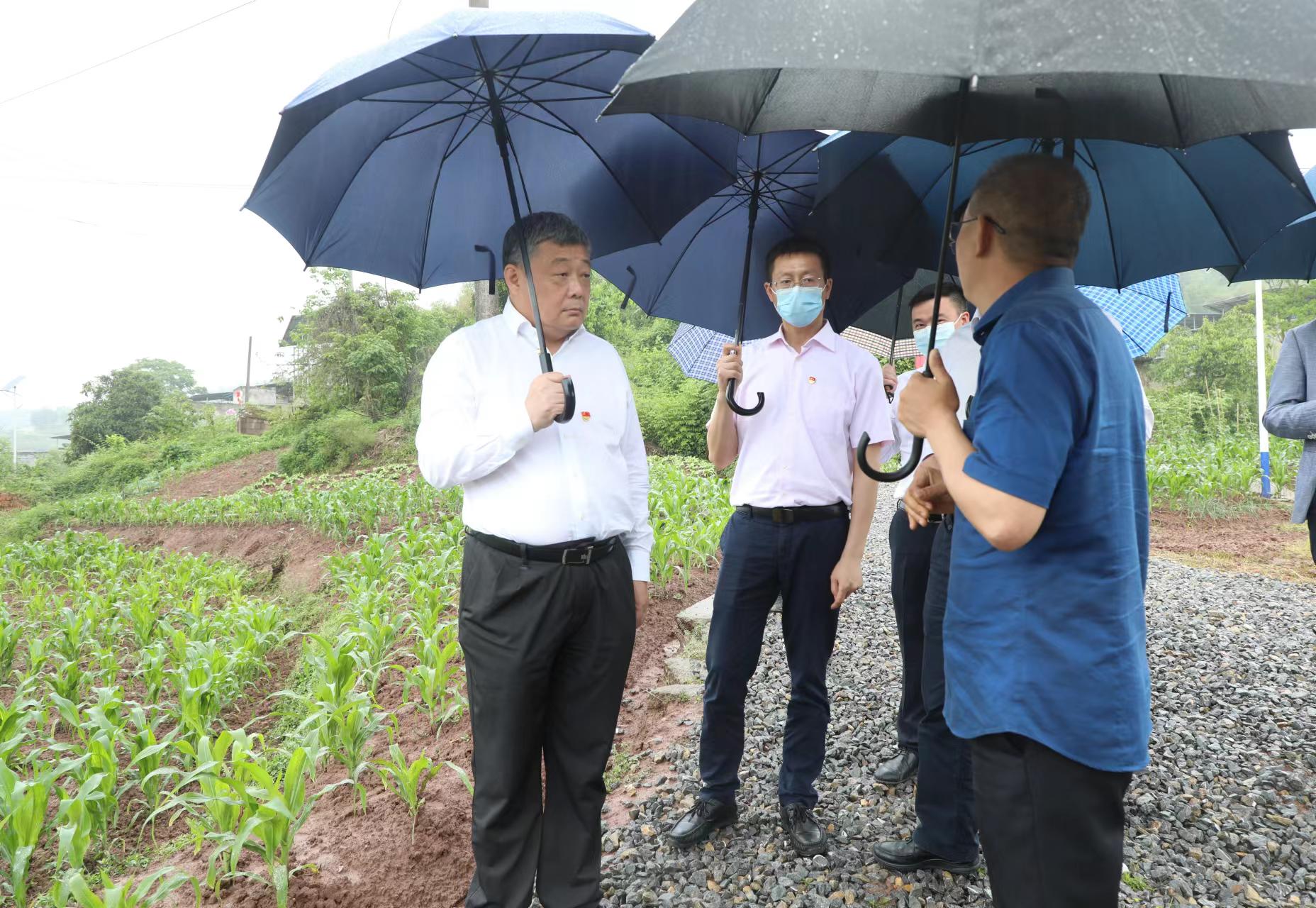 郑立伟在双槐镇香龙镇开展乡村振兴调研时强调