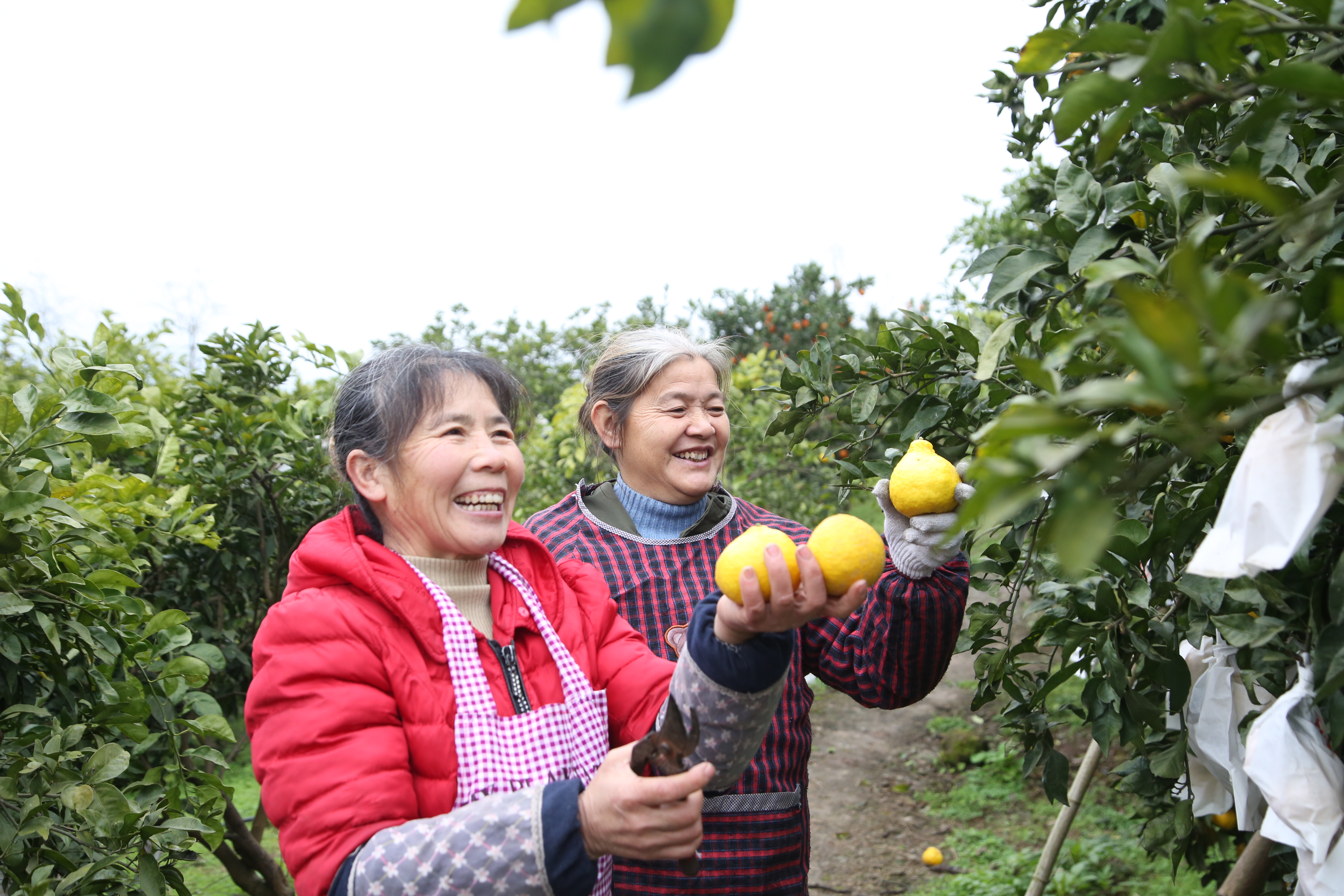 双槐镇柠檬柑飘香俏枝头村民生活有奔头