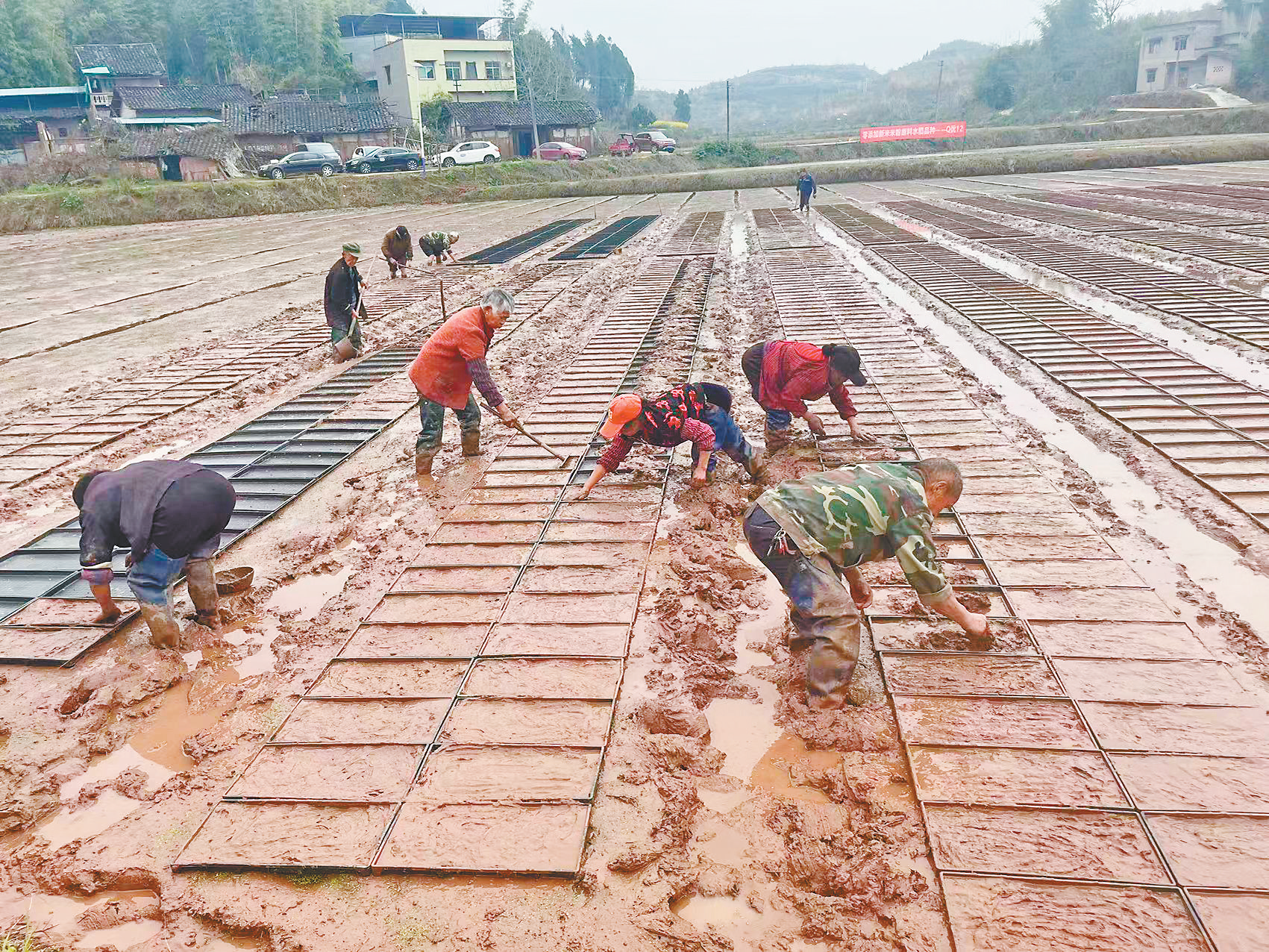 合川米粉原材料专用稻开始拌种育秧