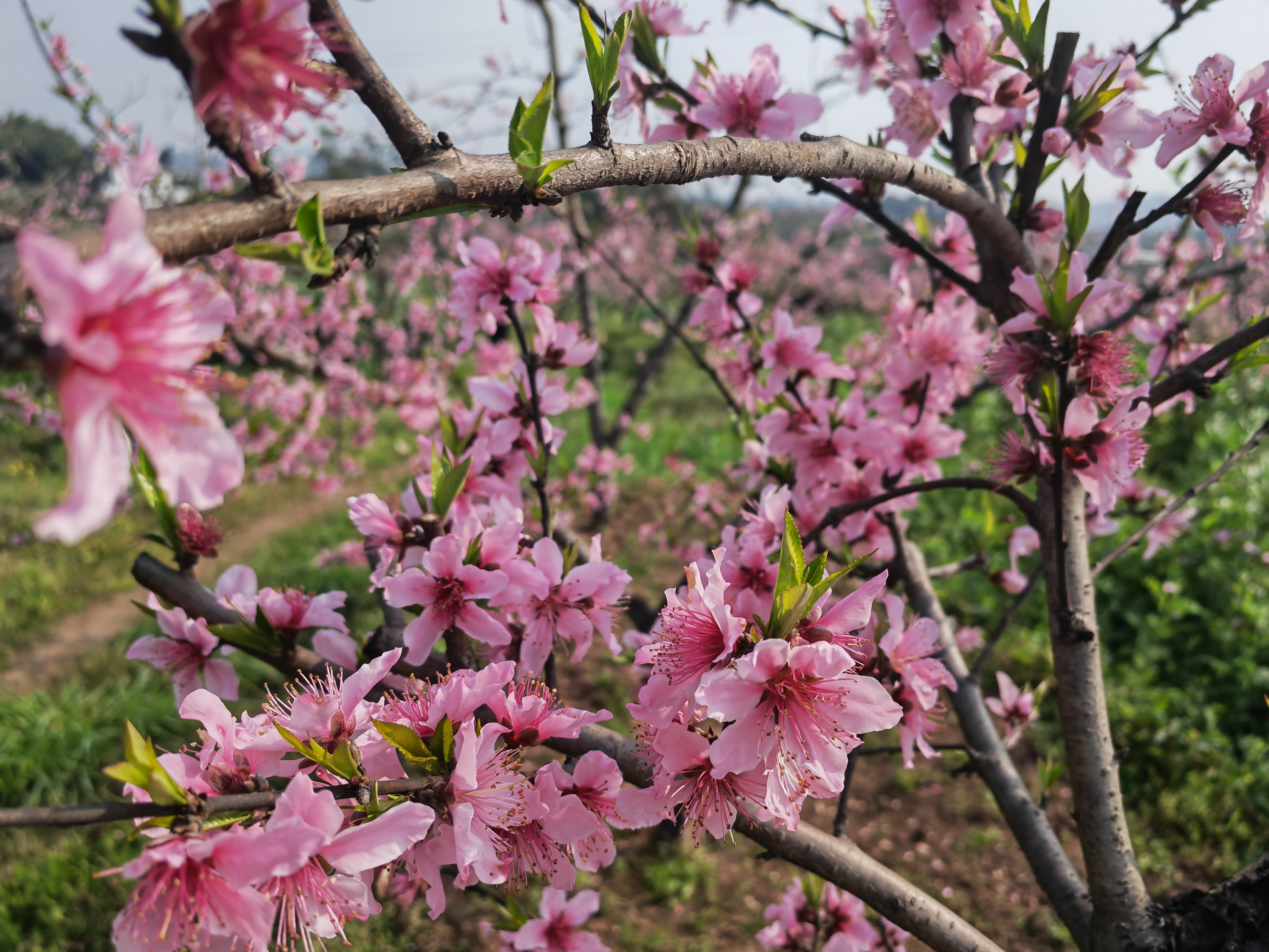 钓鱼城街道桃花盛开邀您赏花邂逅美丽 - 今日合川网