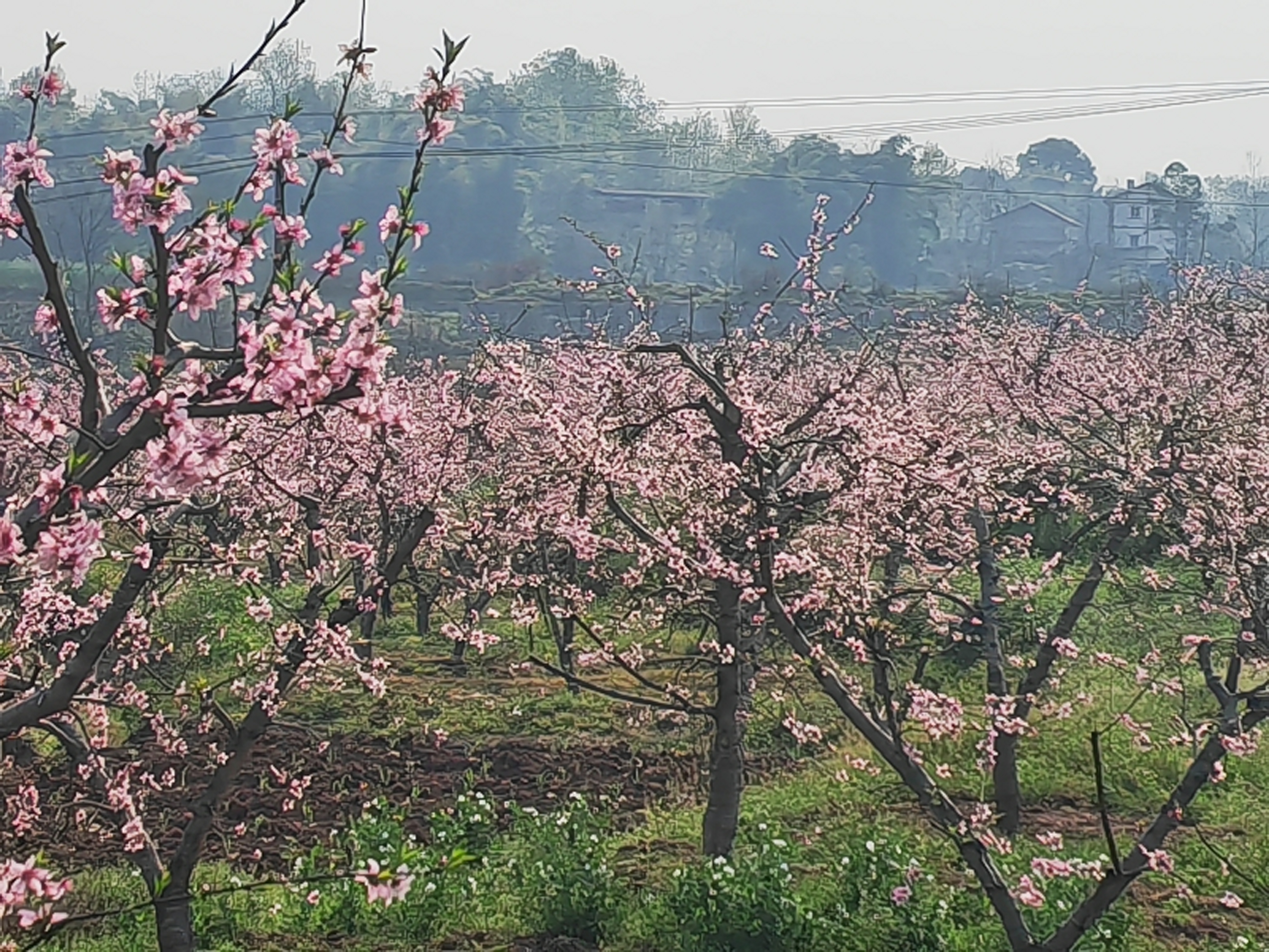 钓鱼城街道桃花盛开邀您赏花邂逅美丽 - 今日合川网